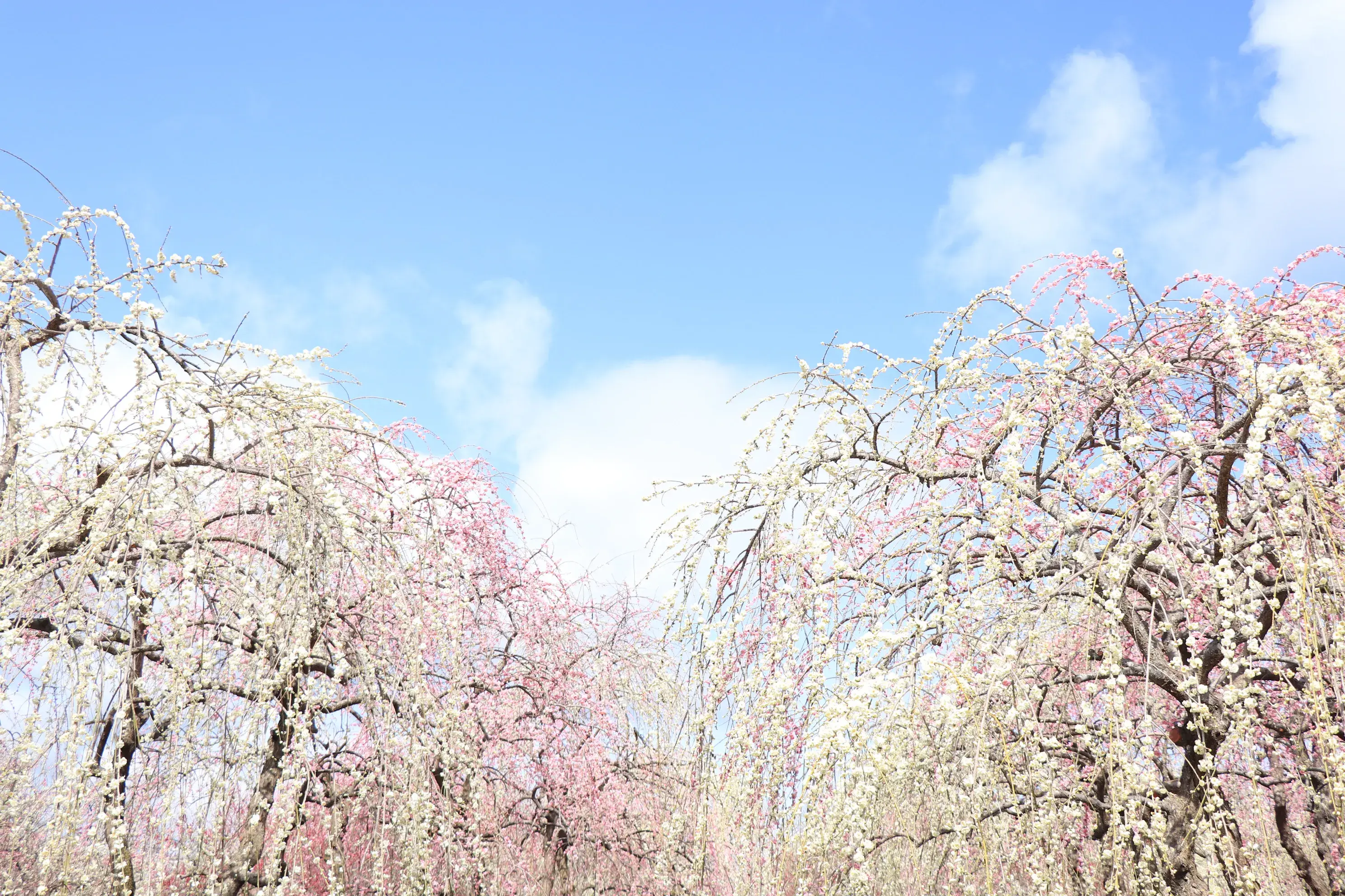 いなべ市梅林公園
